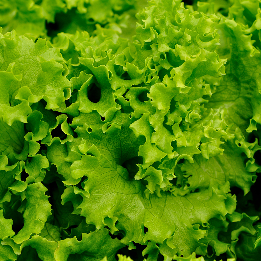 Lechuga Verde Crespa Hidropónica (200g)