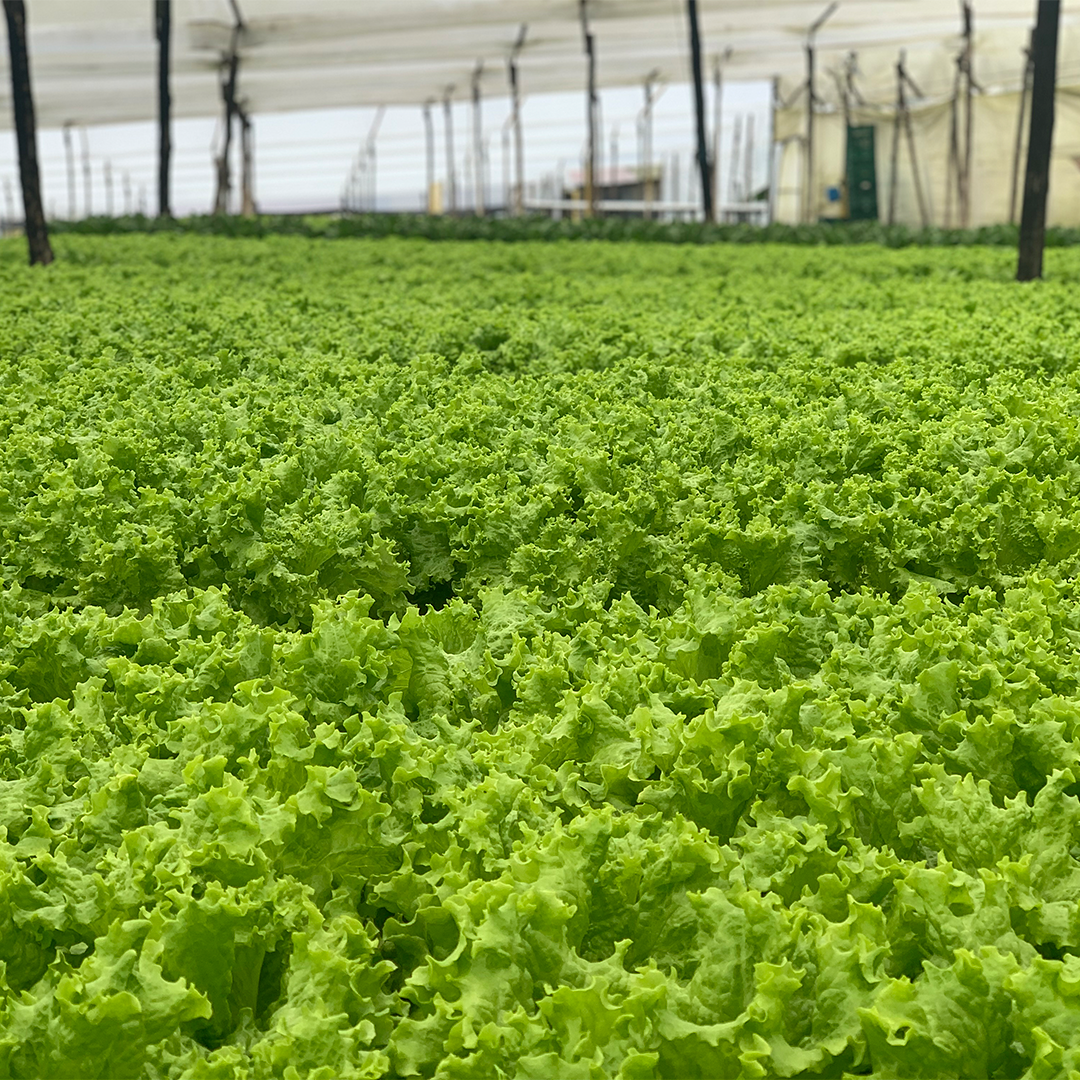 Lechuga Verde Crespa Hidropónica (200g)