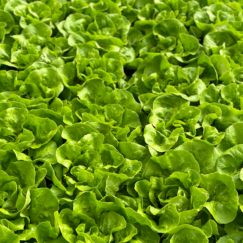 Lechuga Verde Lisa  Hidropónica (180g)