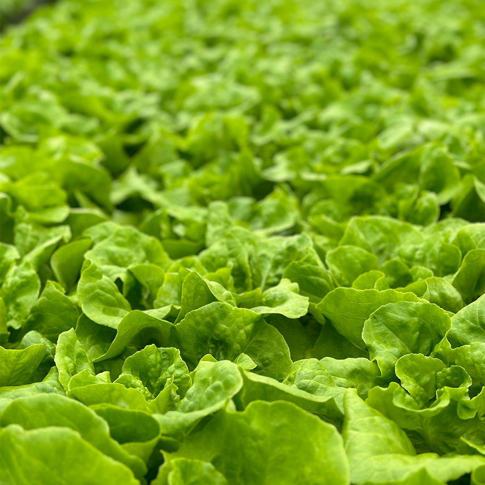 Lechuga Verde Lisa  Hidropónica (180g)