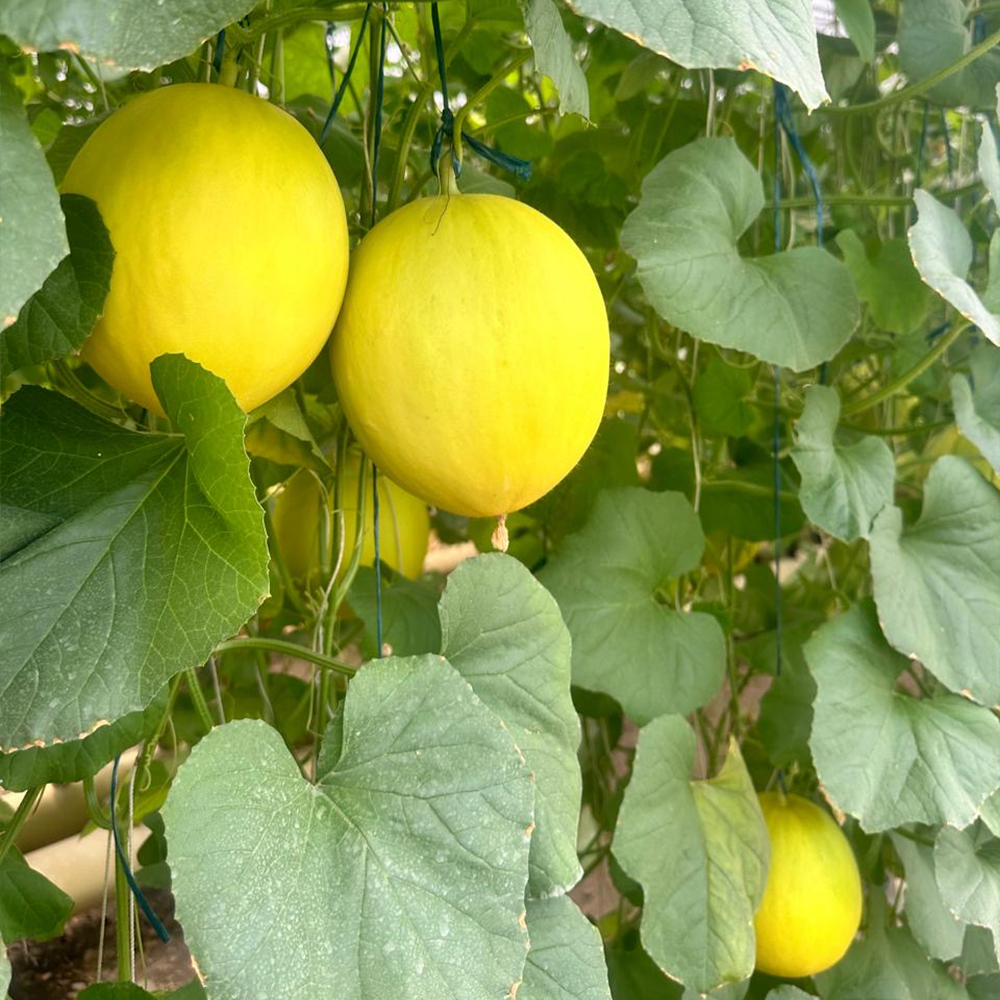 Melón Amarillo (1 ud)