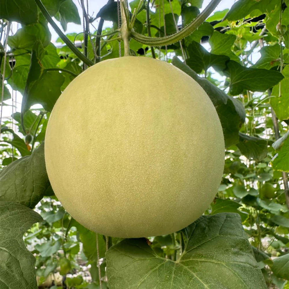 Melón Amarillo (1 ud)