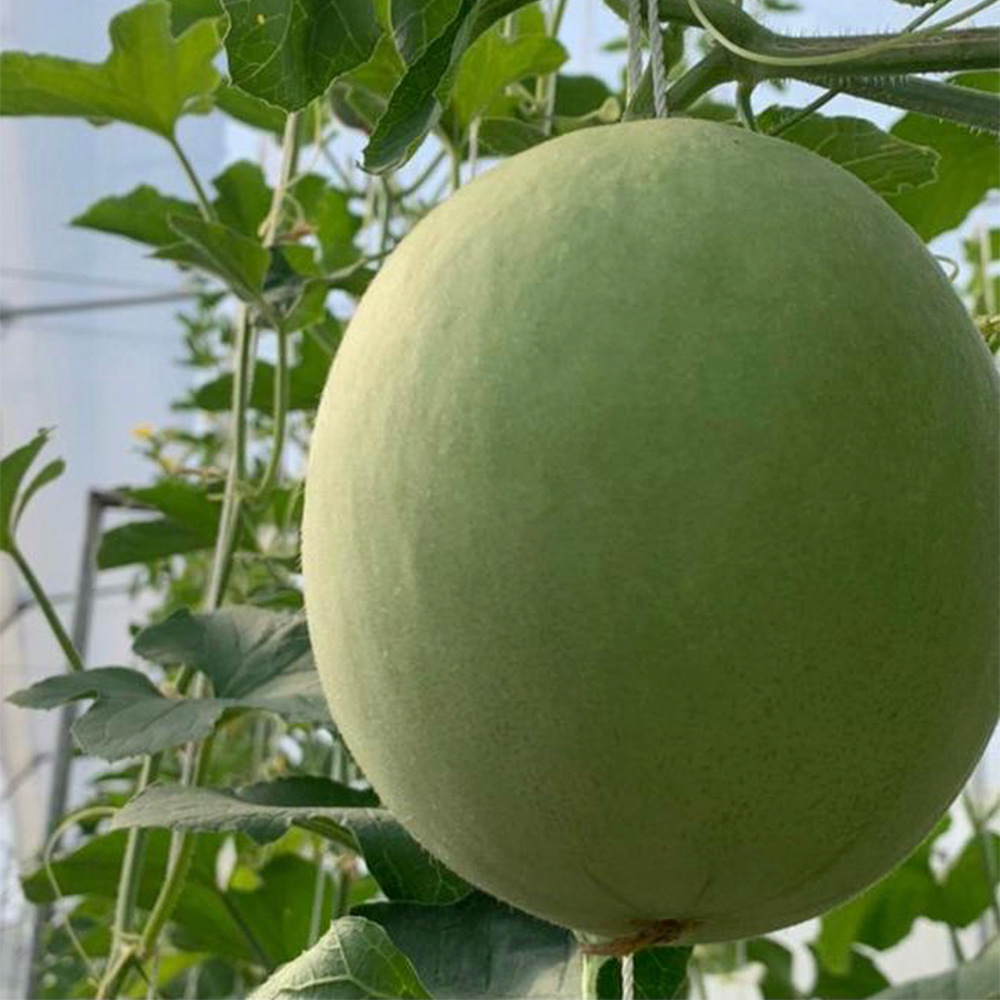Melón Verde (1 ud)
