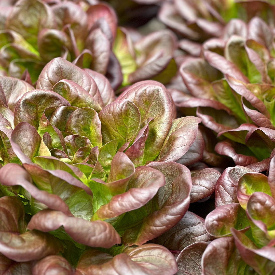Mezcla de hojas de salanovas (verde y morada) (100g)