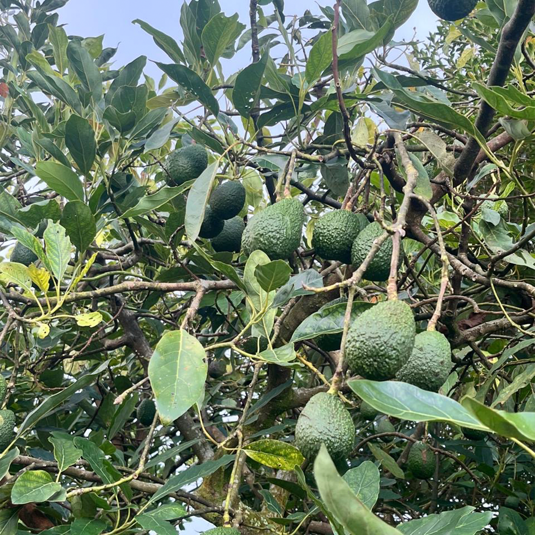 Mini Aguacates (4 uds)