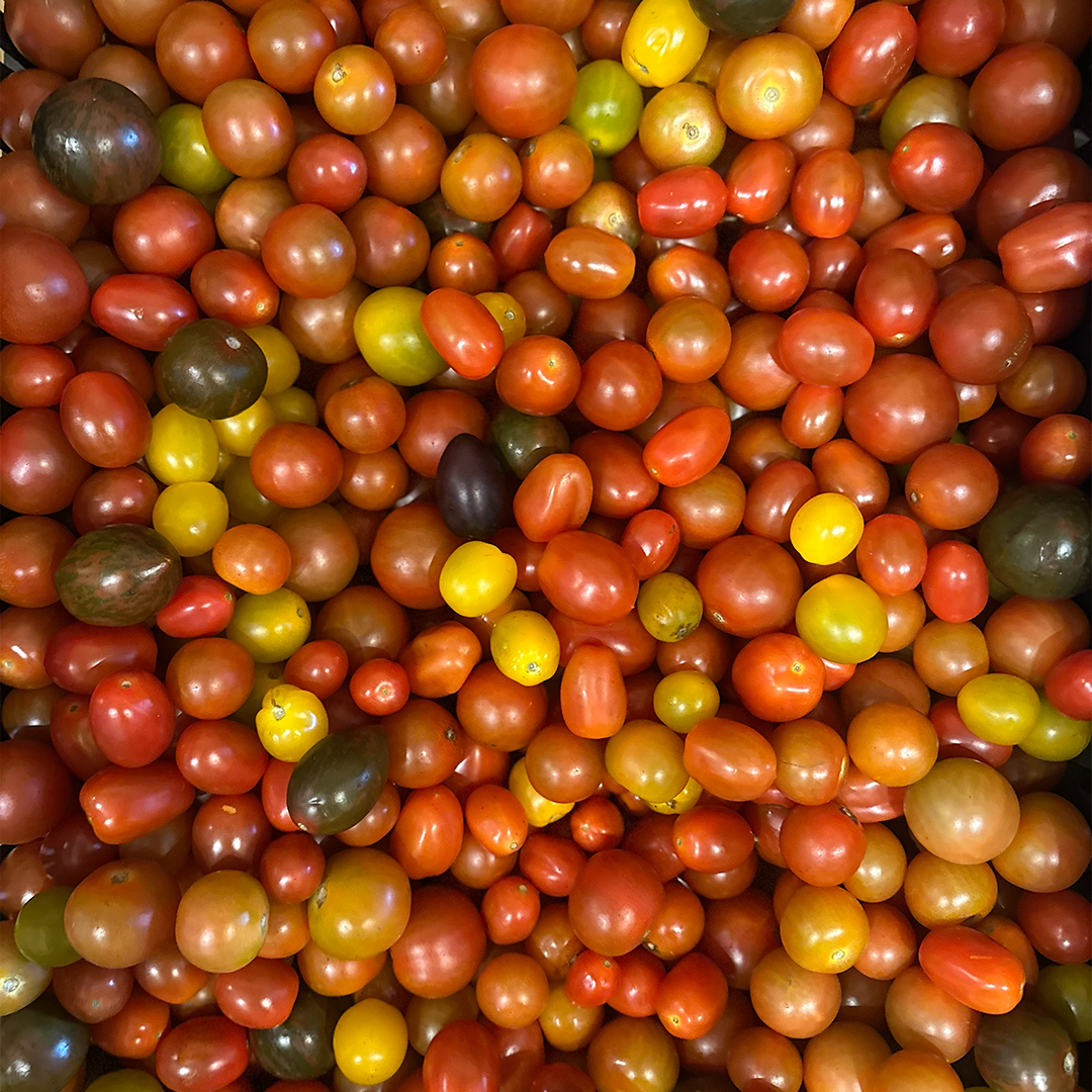 Mini Tomates Colores (500g)