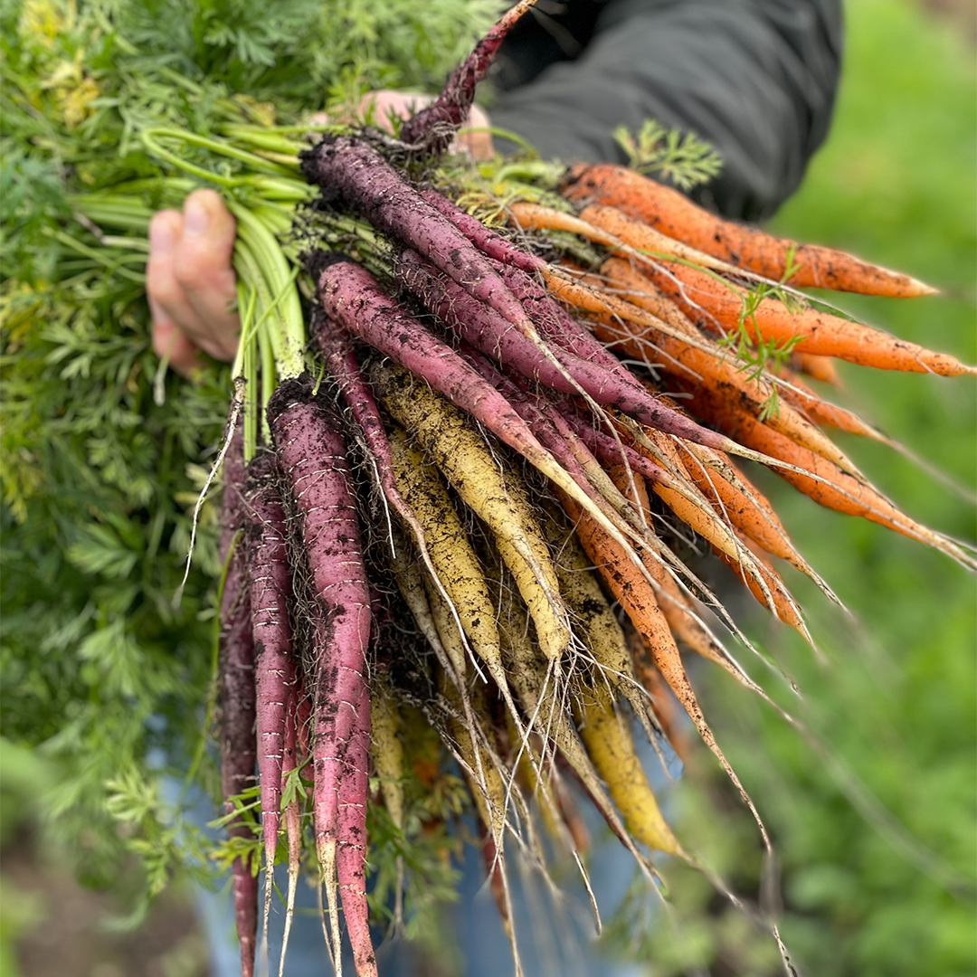 Mini Zanahorias Colores (220g)
