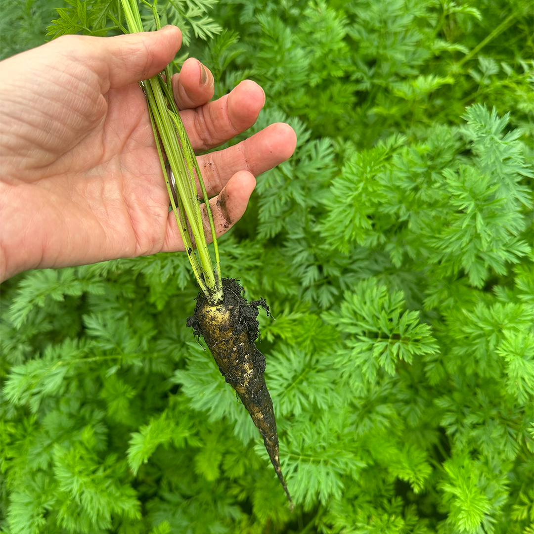 Mini Zanahorias Amarillas (500g)