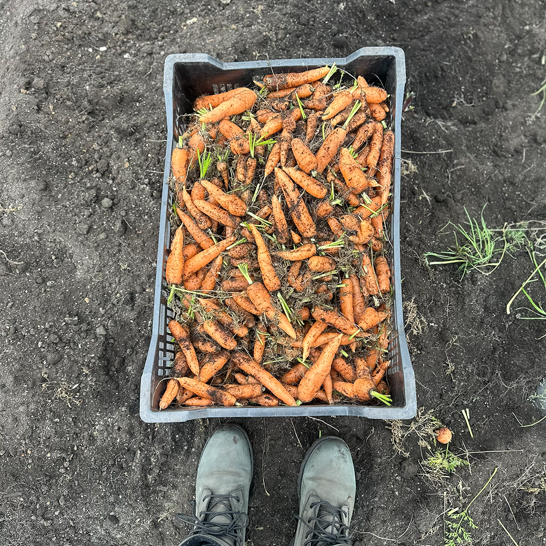 Mini Zanahorias Naranjas (220g)
