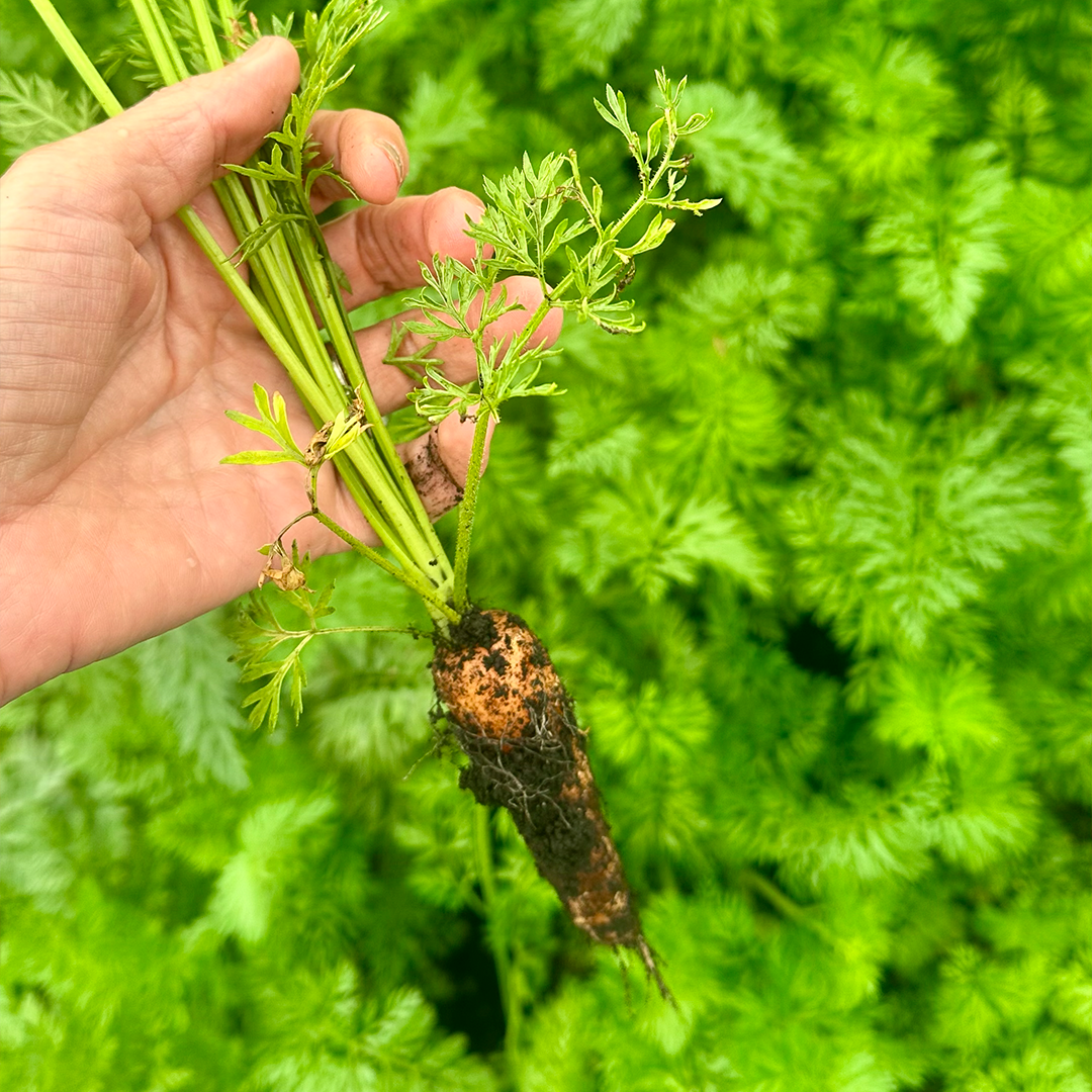 Mini Zanahorias Naranjas (220g)
