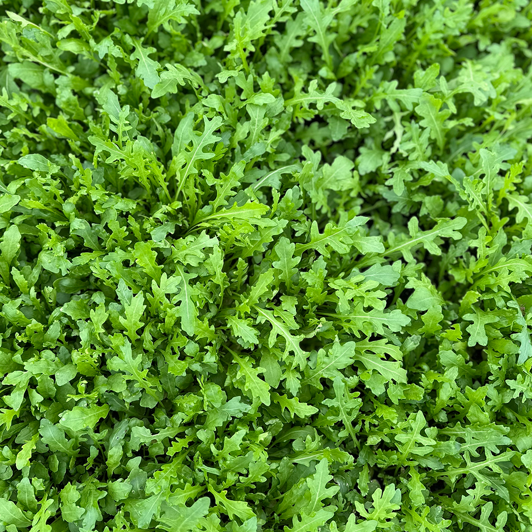 MountainMix-Mezcla de Kale Baby, Espinaca Baby, Rugula Baby (100g)