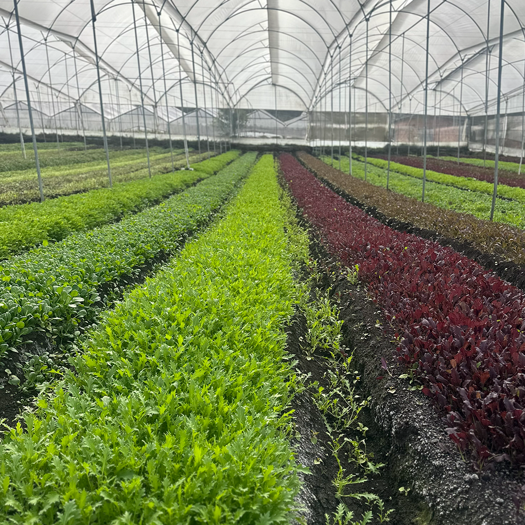 Summer Mix-baby leaf mix (100g)-Mizuna Verde,Tatsoi Verde y Mostaza Roja