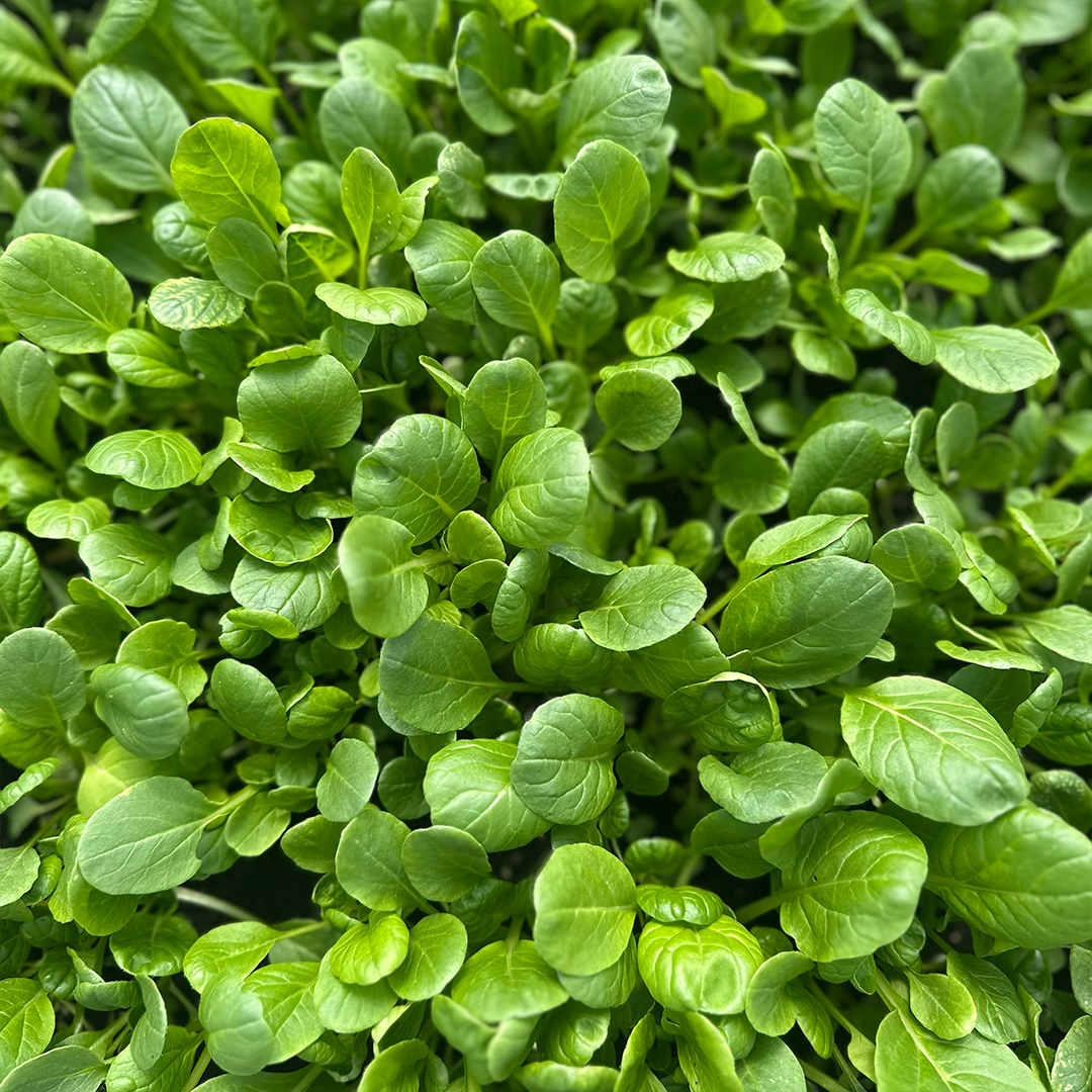 Super Greens -Tatsoi Baby, Espinaca Baby, Kale Baby (100g)
