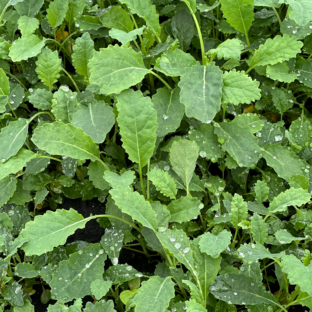 Super Greens -Tatsoi Baby, Espinaca Baby, Kale Baby (100g)